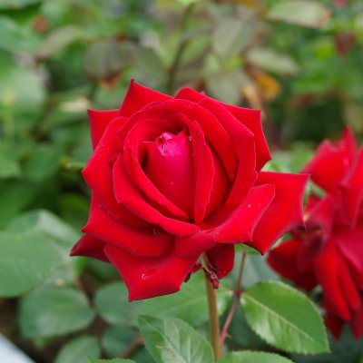 tehybrid Ingrid Bergman ® (Poulman), Tehybridros, C4