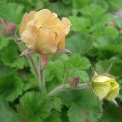 Geum hybr. Beach House Apricot, Trädgårdsnejlikrot