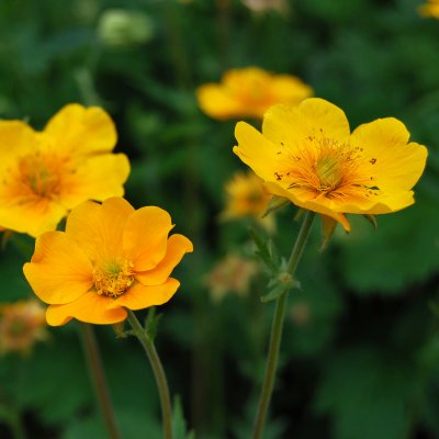 Geum montanum Diana, Bergnejlikrot