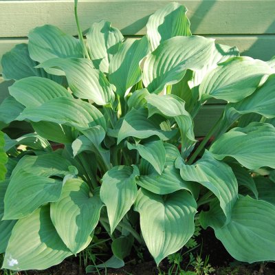 Hosta hybr. Krossa Regal, Funkia