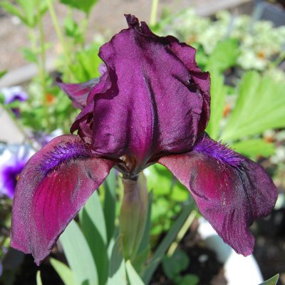 Iris pumila Cherry Garden