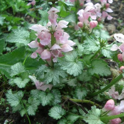 Lamium maculatum Pink Pewter, Rosenplister, P9cm