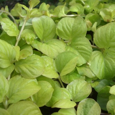 Lysimachia nummularia Aurea, Guldpenningblad, P9cm