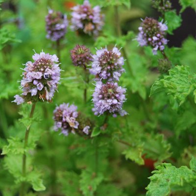 Mentha spicata Crispa
