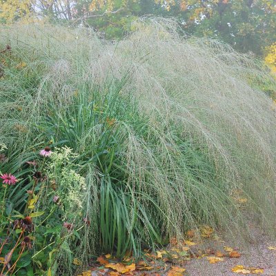 Molinia caerulea subsp. arundinacea Transparent, Jättetåtel, SQ1