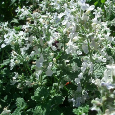 Nepeta faassenii Alba