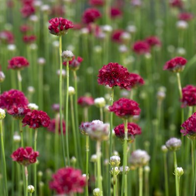 Armeria pseudarmeria Ballerina Red, Bredbladig Trift, P9cm