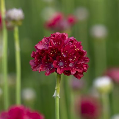 Armeria pseudarmeria Ballerina Red, Bredbladig Trift, P9cm
