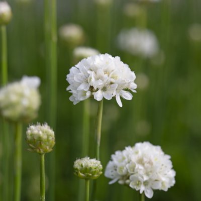 Armeria pseudarmeria Ballerina White, Bredbladig Trift, P9cm