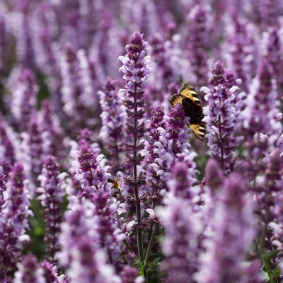 Salvia nemorosa Salute Light Pink, Stäppsalvia, C11cm