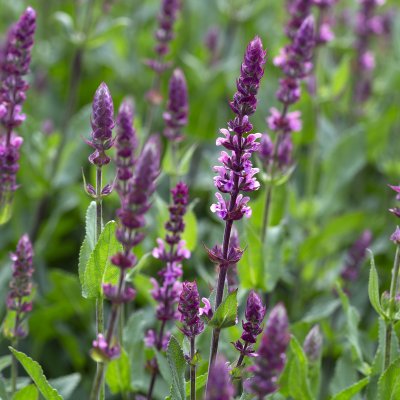 Salvia nemorosa Caradonna Pink Inspiration ®