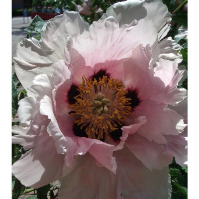 Paeonia suffruticosa Pink, Trädpion, P11cm