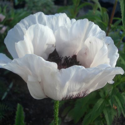 Papaver orientale Black and White