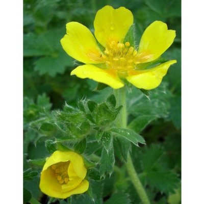 Potentilla megalantha