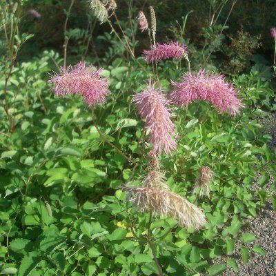 Sanguisorba obtusa, Rosenpimpinell