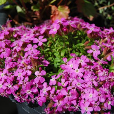 Saponaria hybr. Bressingham