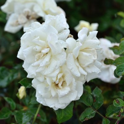 Rosa White Nights ™