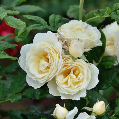 Uetersener Klosterrose ® (Tan99176), Klätterros, C4