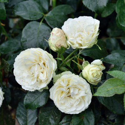 Rosa tehybrid Wedding Piano ®
