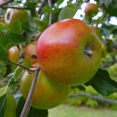 Vinteräpple, Ribston (Ribston Pippin), stam A2 2 års co