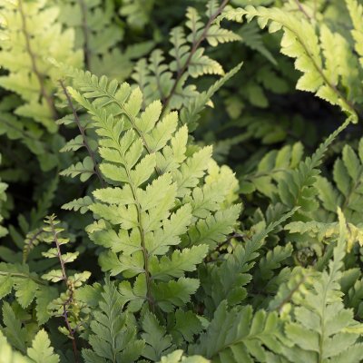 Athyrium otophorum var. okanum, Japansk Öronbräken