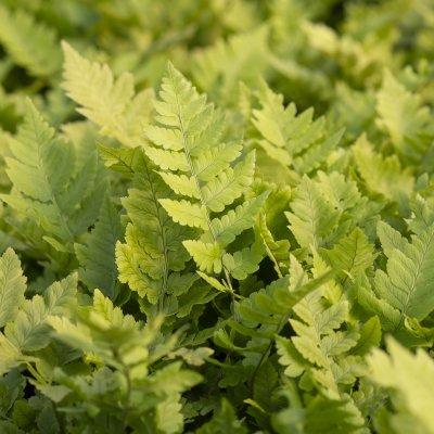 Dryopteris clintoniana