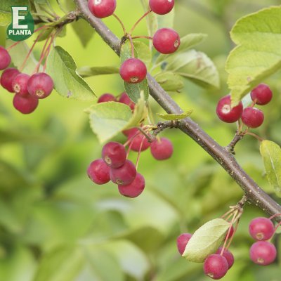 Malus toringo var. sargentii Eskilstuna E, Bukettapel, busk C3,5