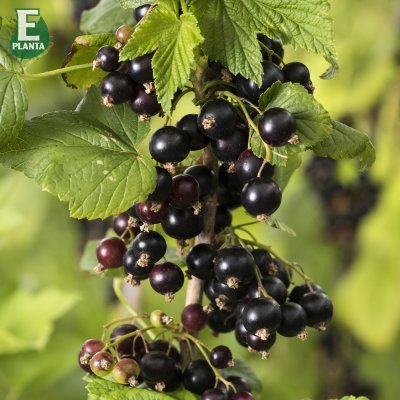 Ribes nigrum Narve Viking ® E, Svarta Vinbär, busk C3,5