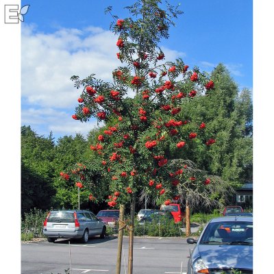 Sorbus aucuparia Västeråker E