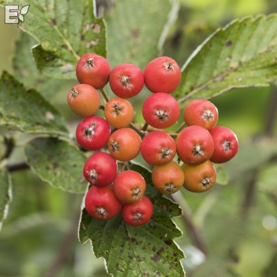 Sorbus mougeotii fk Bälinge E