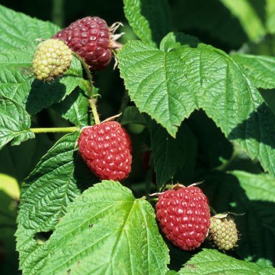 Rubus idaeus Autumn Bliss ®, Hösthallon