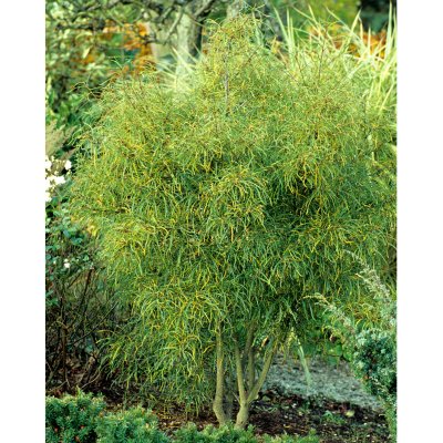 Frangula alnus Asplenifolia, Brakved
