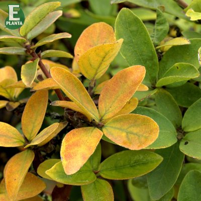 Lonicera caerulea var. kamtschatica Anja ® E, Blåbärstry / Honungsbär