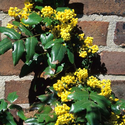 Mahonia aquifolium Maqu, Mahonia