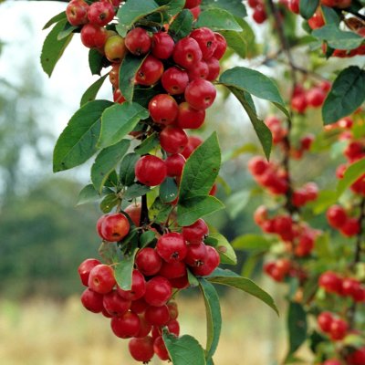 Malus Crittenden