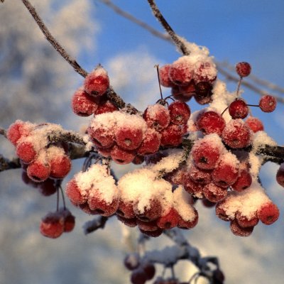 Malus Crittenden
