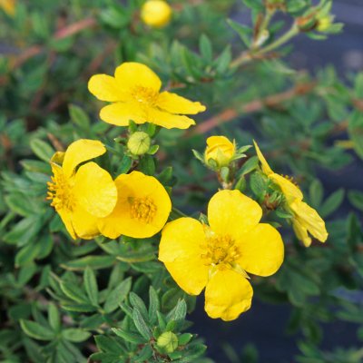 Dasiphora fruticosa Goldteppich