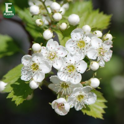 Crataegus flabellata var. grayana Fk Uppsala E, Häckhagtorn, busk C3,5