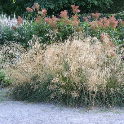 Deschampsia cespitosa Goldtau