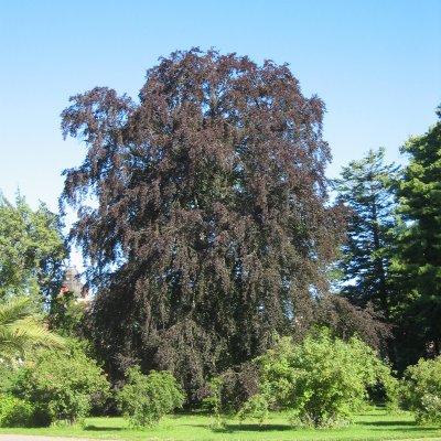 Fagus sylvatica Purpurbladig