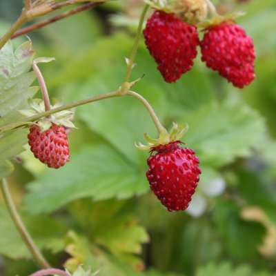 Fragaria vesca Rödluvan, Smultron