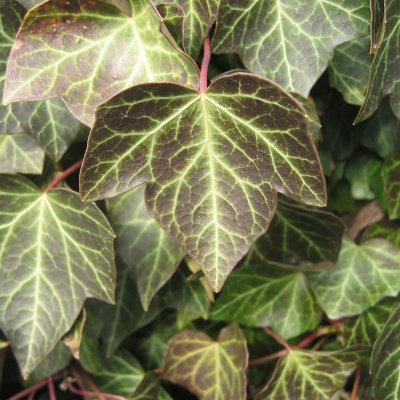 Hedera helix Baltica