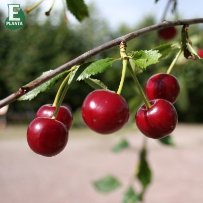 Surkörsbär, Fanal E (Heimanns Konservenweichsel), stam P.colt 2 års co