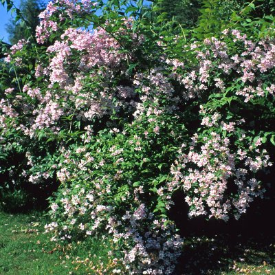 Kolkwitzia amabilis, Paradisbuske