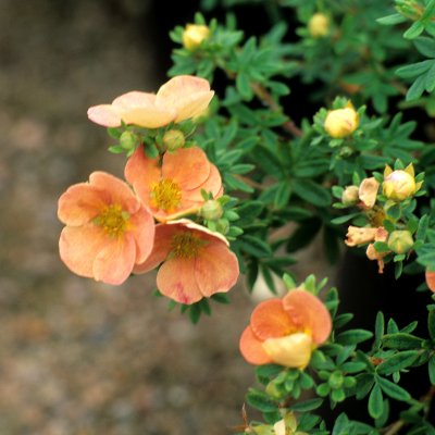 Dasiphora fruticosa Daydawn, Ölandstok