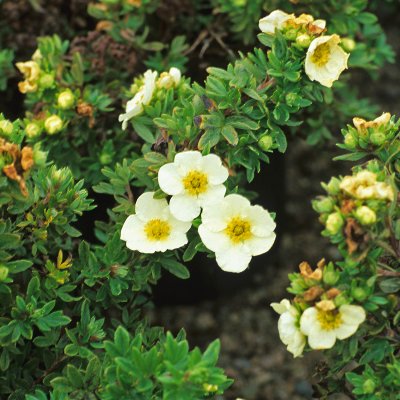 Dasiphora fruticosa Tilford Cream