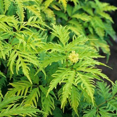 Sambucus racemosa Sutherland Gold, Druvfläder, 50-60 C6