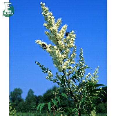 Sorbaria sorbifolia Pia E, Rönnspirea, busk C5