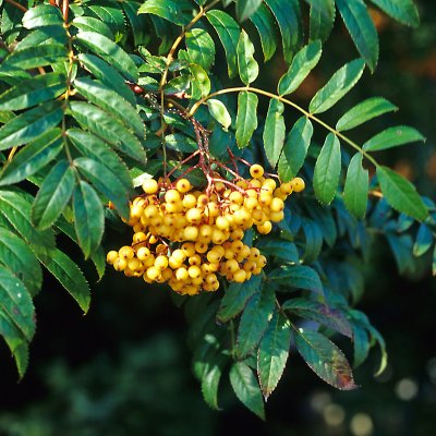 Sorbus Joseph Rock