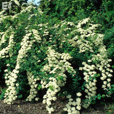 Spiraea nipponica E